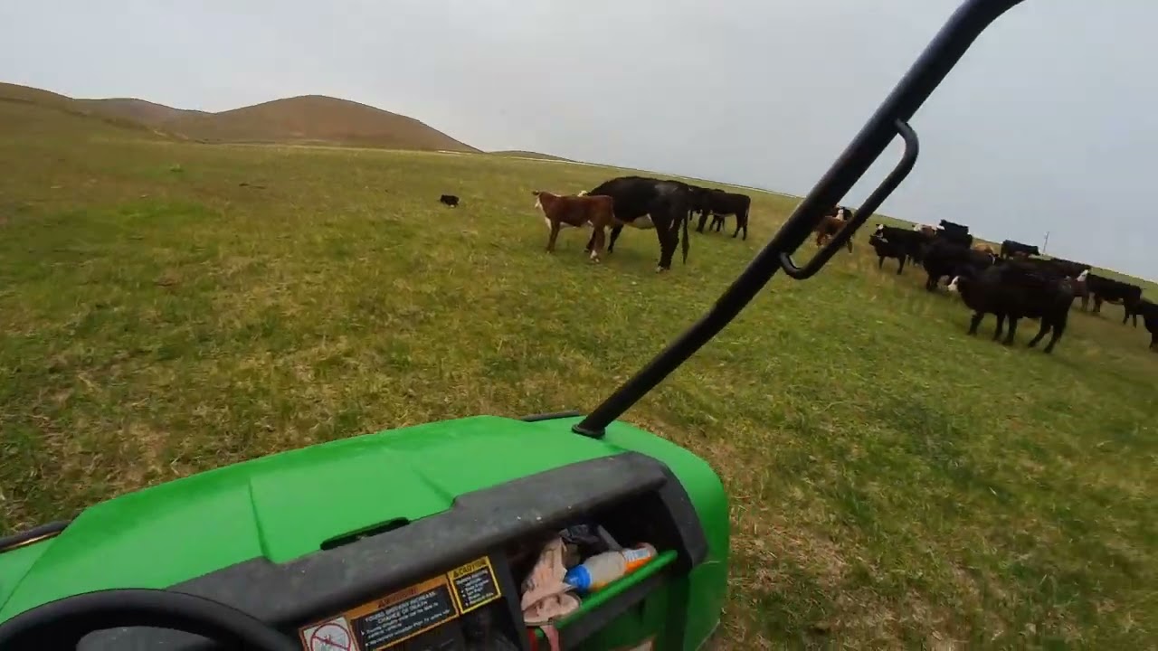 Low stress dog cattle handling