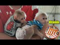 Dad adds nutrients to help the baby monkeys Rocky and Ricky grow better