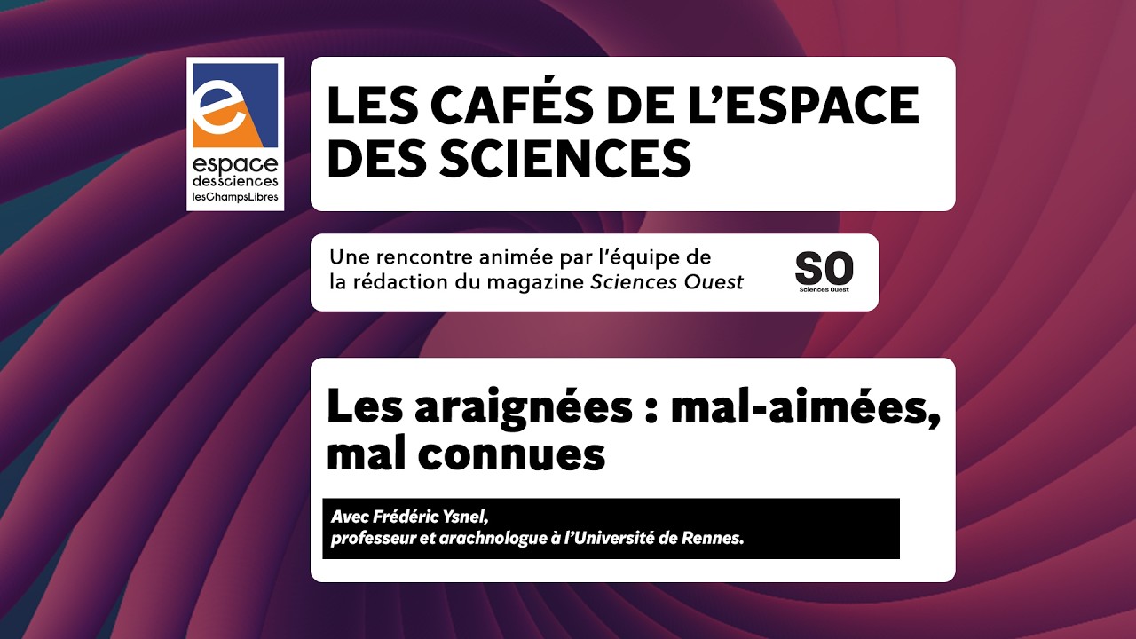 Les araignées : mal-aimées, mal connues
