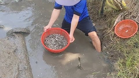 Giải cứu cá rô đồng mắc cạn (T125) 