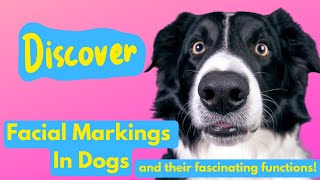 Discover Facial Markings in Dogs