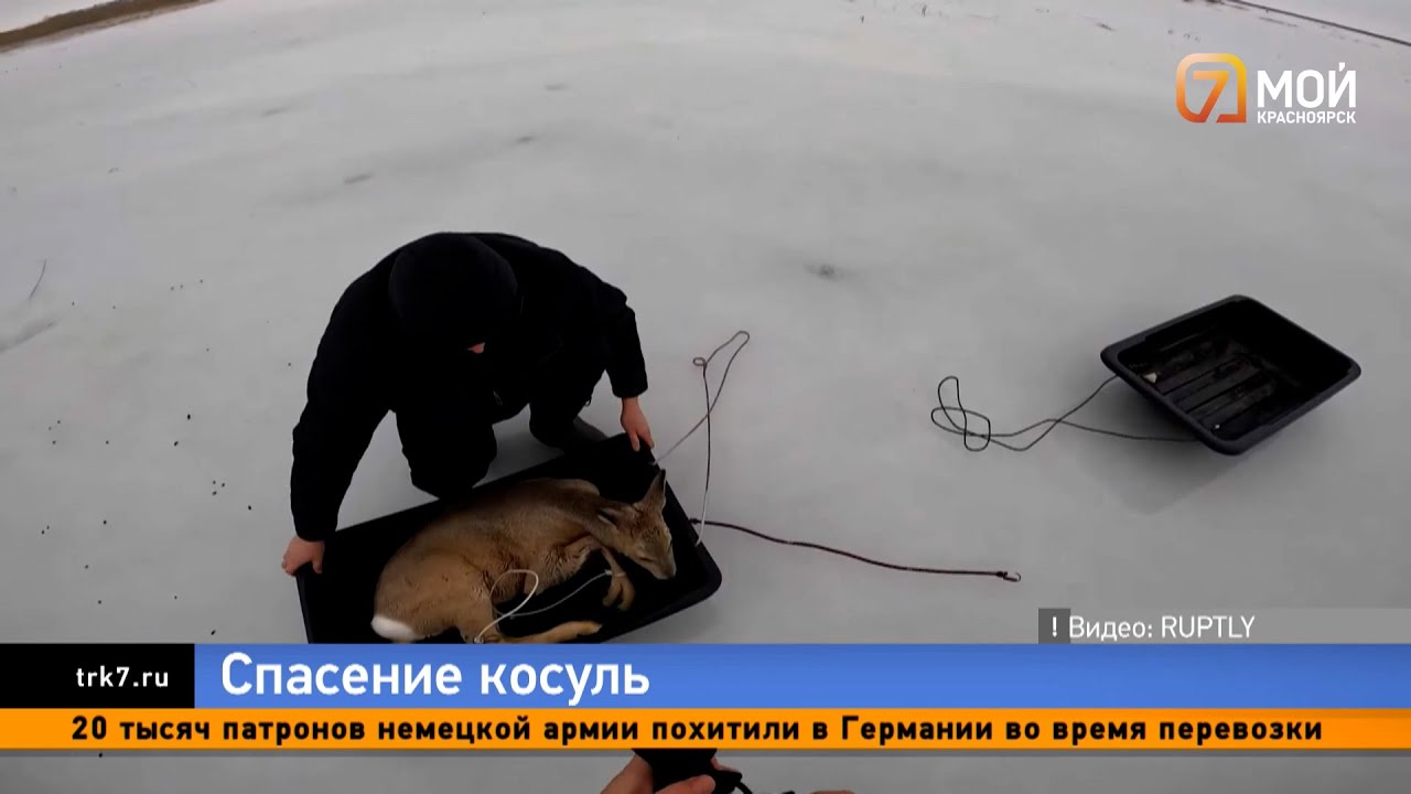 Жуткое зрелище, они лежат, кричат: рыбаки спасли десятки косуль из ледяной западни