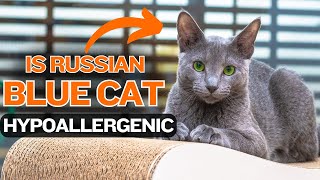 SneezeFree with a Russian Blue?