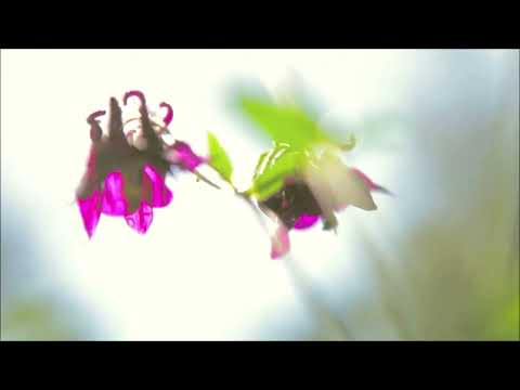 Ambidextrous - Ortifi