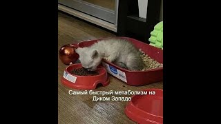 Я РЖАЛ ДО СЛЁЗ ПОДБОРКА СМЕШНЫХ ВИДЕО ПОПРОБУЙ НЕ ЗАСМЕЯТЬСЯ ПРИКОЛЫ С КОТАМИ ПРИКОЛЫ ТИК ТОК