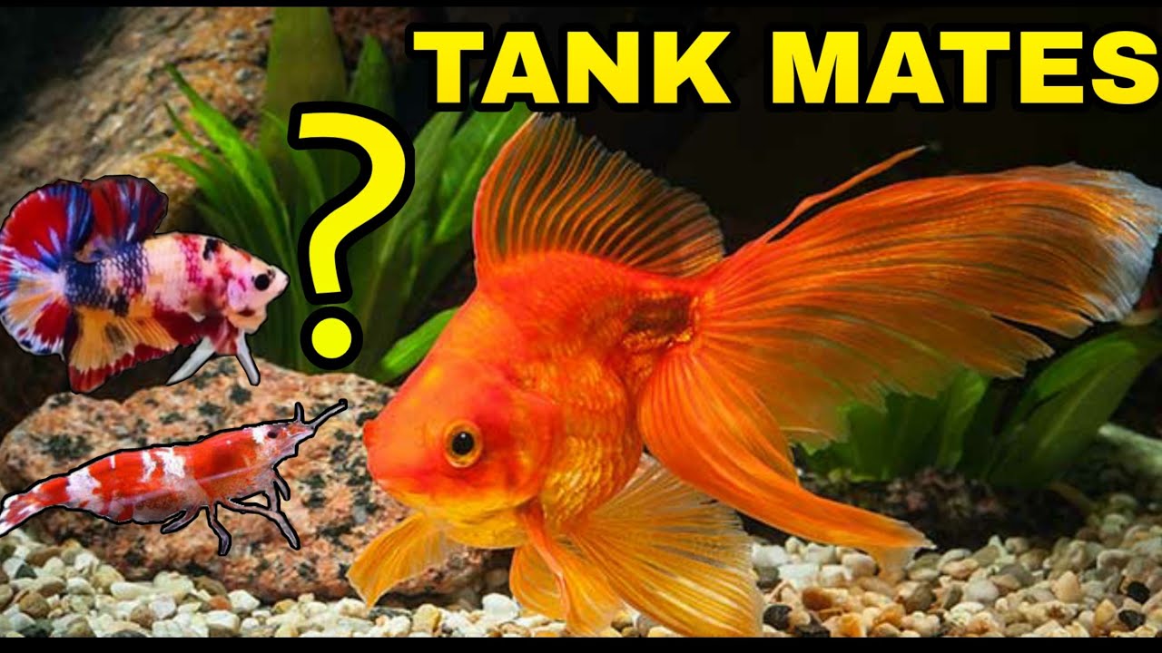 Top 10 GOLDFISH Tank Mates YouTube