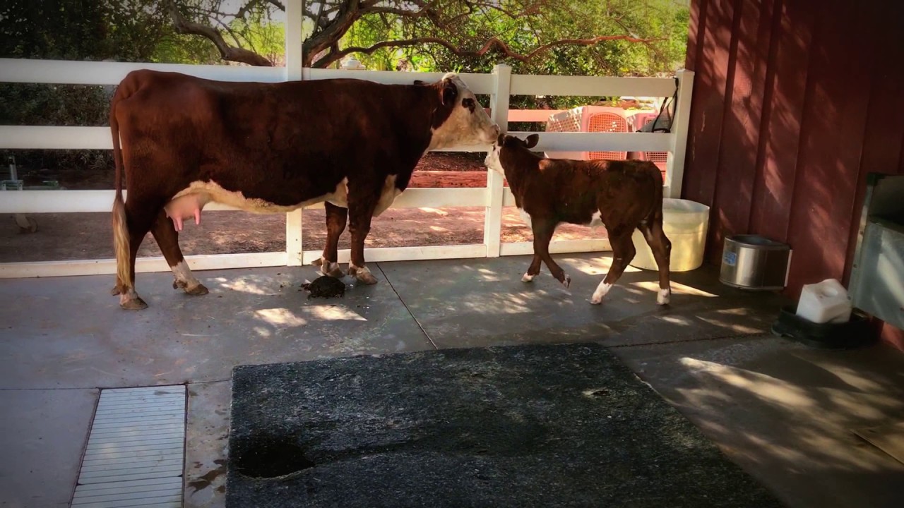 Fun on the Farm with our Hereford Calf! YouTube