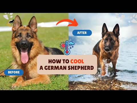 How I Cooled My German Shepherd Instantly (10 Proven Ways) | Dog Breeds | World of Dogz