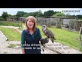 South Cave Falconry. 10th June 2020