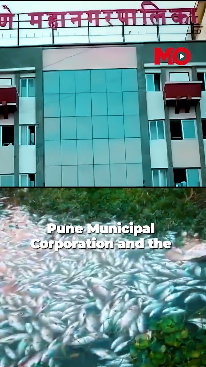 Thousands of Dead Fish Found Floating in Pune River: What Went Wrong?