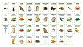 АНГЛИЙСКИЕ СЛОВА (МЕЛКИЕ ЖИВОТНЫЕ SMALL ANIMAlS)