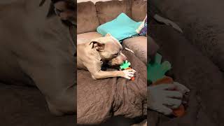 These two little cuties just love chewing on this carrot toy 🥕🐶They can’t get enough of it! #apasiri