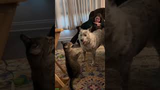 Crazy Cat falls off the couch - Pet Video 😼 Savage!