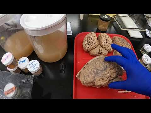 Comparative Neuroanatomy pt.1