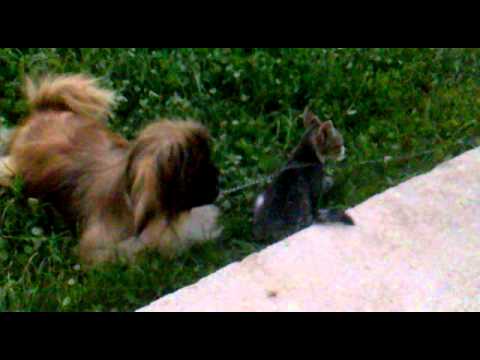 funny-cat-and-dog-wrestling