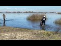 Retriever training - going through water cover.