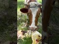 TOSUN PAŞAMIZ GELDİ #shortvideo #keşfet #viral #farming #shorts #automobile #cow #farming #animals