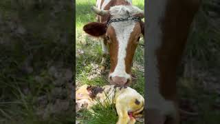 TOSUN PAŞAMIZ GELDİ #shortvideo #keşfet #viral #farming #shorts #automobile #cow #farming #animals