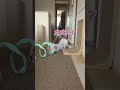 マウントとって逃げる猫 #猫 #cat #shorts