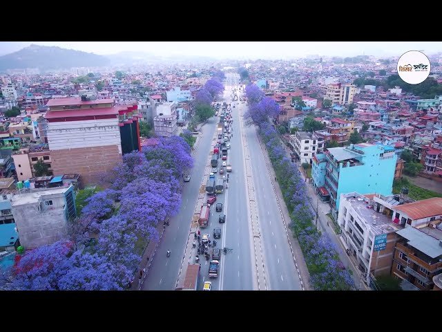 ज्याकारान्डा ललितपुरलाई प्रेम र उत्सवको रंगमा रंगाउने एउटा अद्भूत जादु | Jacaranda Vibe in Kathmandu