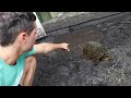 SAVING Baby Turtles From Nasty Tar Water!
