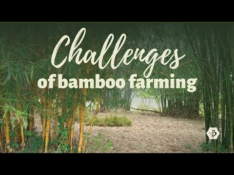 Challenges of Bamboo Farming