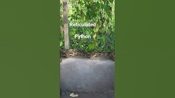 Reticulated Python Snake #python #snake #snakes #reticulatedpython