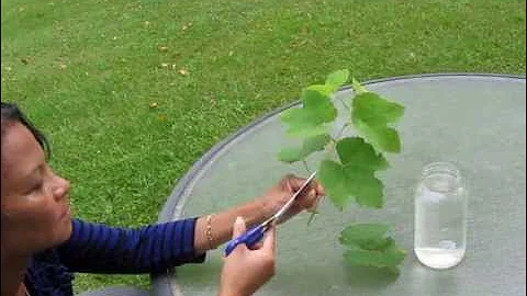 Let's Grow Grape Vines from Cuttings