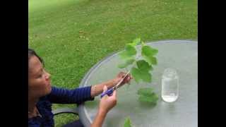 This short video shows how easy it is to grow a successful grape vine
from just branch of an existing plant.our virtual tip jar at paypal.
help keep ...