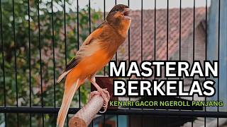 Kenari Gacor Ngerol Sampai Tuntas – Cocok untuk Isian & Pancingan  Kenari PAUD AGAR BUNYi