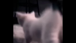 celebrating @ ORIXN birthday!! playing fisch with him