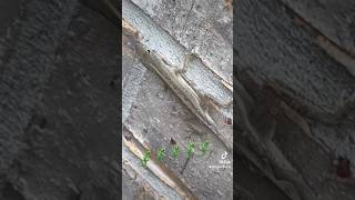 Leezurd🦎🦎🦎🦎 #furry #scalie #funny  #shorts #youtubeshorts