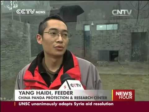Hao Hao and Xing Hui arrive in Belgium