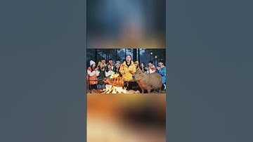 Mai thả lợn vào lều của Capy và cái kết #capybara