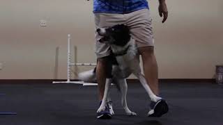 Film Documentary Dallies - Lucky Dog Tc