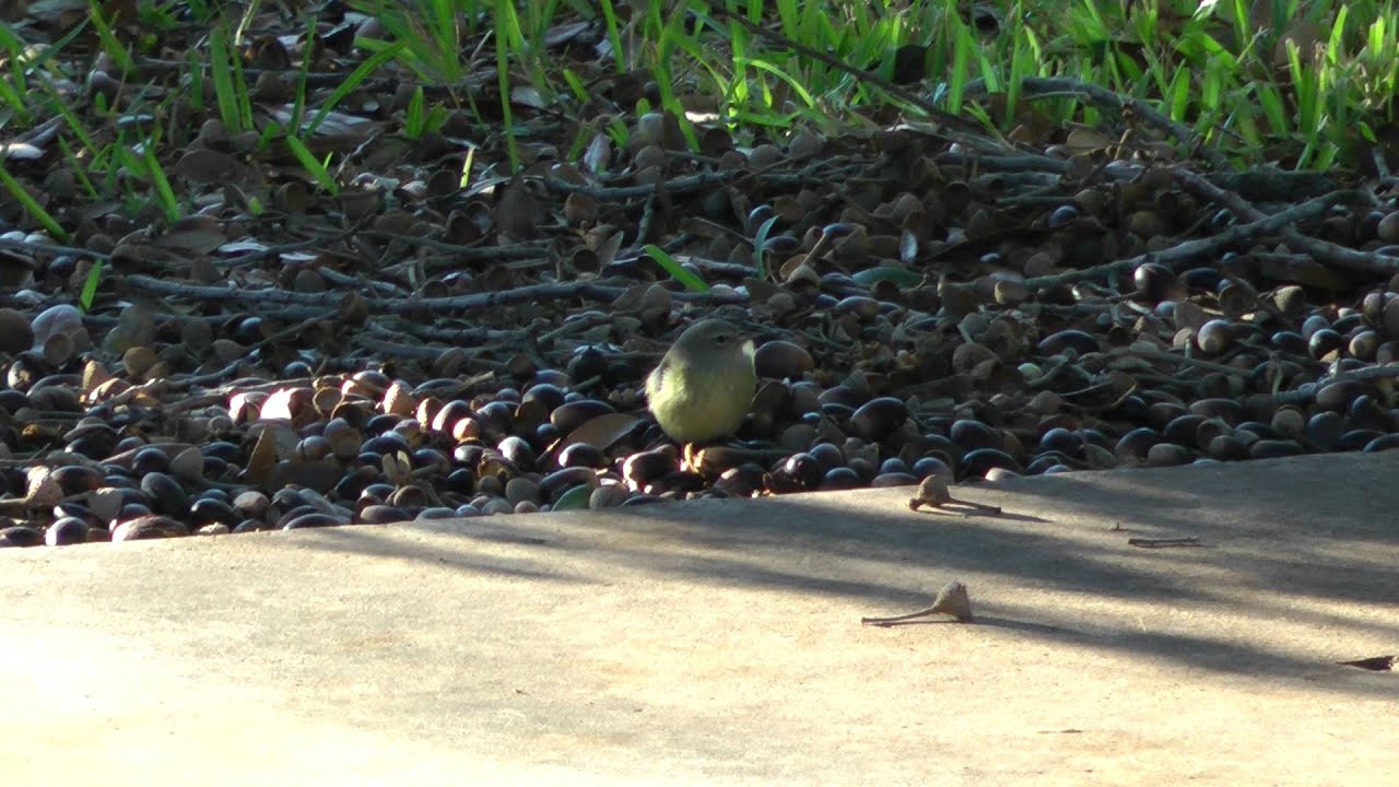 orange-crowned warbler eating crushed oak acorns McAllen Texas 2011-12