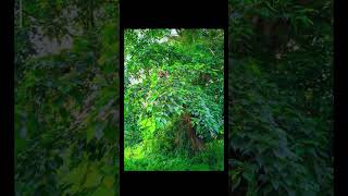 Lmc 8.4 camera ❤️#For_you_view_viral