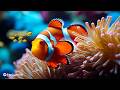 Peaceful Relaxing Piano Music Calming Piano Underwater Coral Reef Sounds For Deep Sleep Peaceful Relaxing Piano Music Calming Piano Underwater Coral Reef Sounds For Deep Sleep