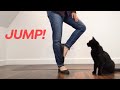 JUMP THROUGH! Clicker Train Your Cat This Cool Trick