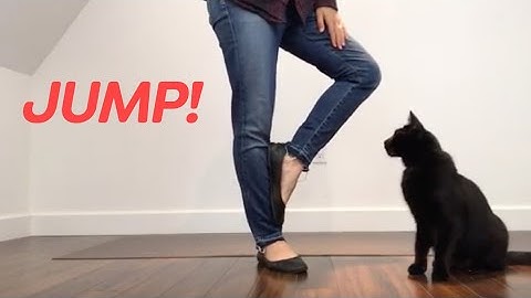 JUMP THROUGH! Clicker Train Your Cat This Cool Trick