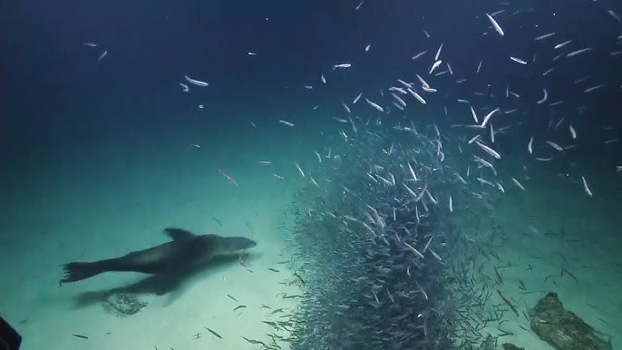 Dolphins Blitz on Bait Ball of Menhaden Near Shore - Hamptons NY 