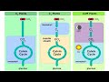 Photosynthesis Pathways and Mechanisms