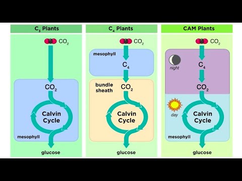 Types of Photosynthesis in Plants: C3, C4, and CAM