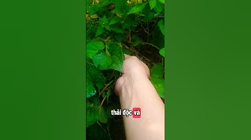 công dụng tuyệt vời của cây Diếp Cá mà ít người biết tới#sứckhỏe