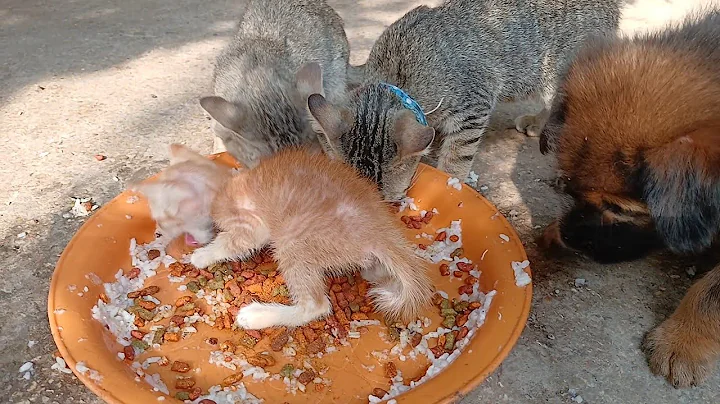 Video 8019881: scottish fold british shorthair, cat scottish fold british, fold british shorthair cute, scottish fold cat meowing, scottish fold cat kitten, scottish fold baby kittens, kitten eating, little kitten, kitten learning