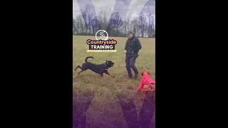 Country Side Training  with Romeo & Fletcher by Royvon Dog Training and Hotels 32 views 1 month ago 1 minute, 20 seconds