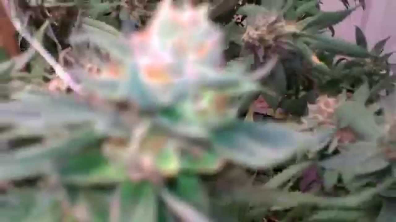 Hyroot's Garden Day 61