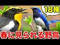 じっくり解説!春の野鳥たちが奏でる美しいさえずり~