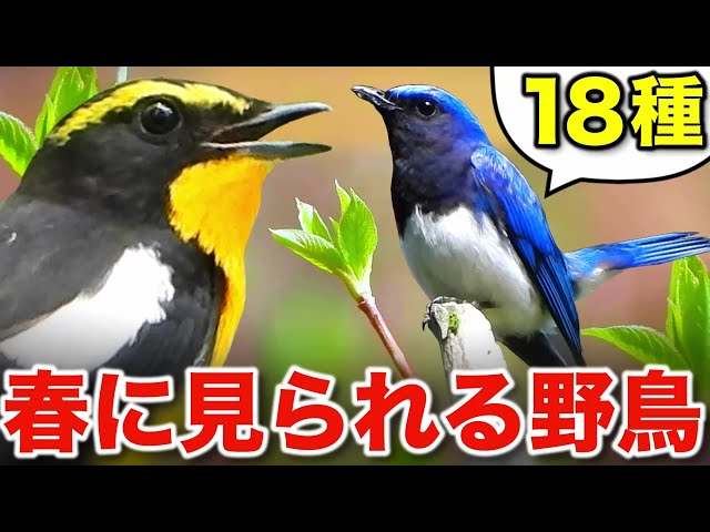 In-Depth Guide: The Beautiful Songs of Spring Birds - YouTube