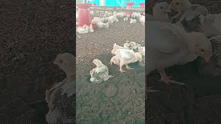 #viral #viralvideo #video #farming #chicken